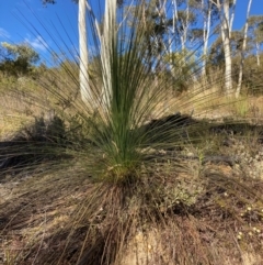 Xanthorrhoea glauca subsp. angustifolia (Grey Grass-tree) at Cotter River, ACT - 5 Aug 2023 by NickiTaws