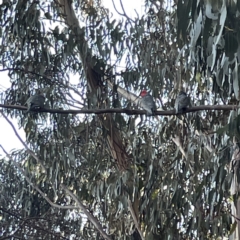 Callocephalon fimbriatum (Gang-gang Cockatoo) at Watson, ACT - 9 Aug 2023 by Hejor1