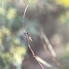 Syrphini sp. (tribe) (Unidentified syrphine hover fly) at Watson, ACT - 9 Aug 2023 by Hejor1