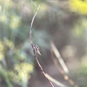 Syrphini sp. (tribe) at Watson, ACT - 9 Aug 2023