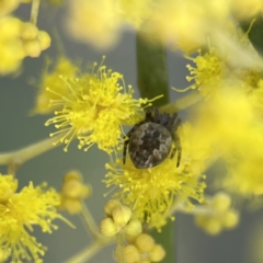 Salsa fuliginata (Sooty Orb-weaver) at Watson, ACT - 9 Aug 2023 by Hejor1