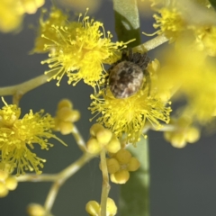 Salsa fuliginata at Watson, ACT - 9 Aug 2023 03:39 PM