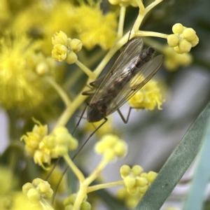 Chironomidae (family) at Watson, ACT - 9 Aug 2023 03:38 PM