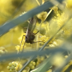 Chironomidae (family) at Watson, ACT - 9 Aug 2023 03:38 PM