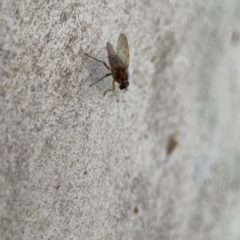 Muscidae (family) at Watson, ACT - 9 Aug 2023