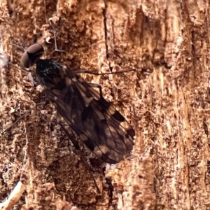 Sylvicola dubius at Watson, ACT - 9 Aug 2023 03:34 PM