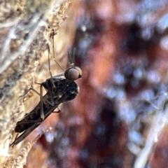 Sylvicola dubius at Watson, ACT - 9 Aug 2023 03:34 PM