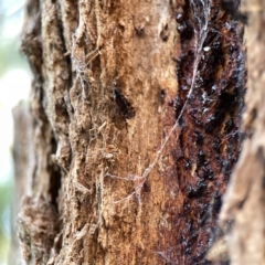 Sylvicola dubius at Watson, ACT - 9 Aug 2023 03:34 PM