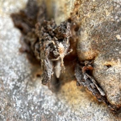 Stenolemus sp. (genus) (Thread-legged assassin bug) at Watson, ACT - 9 Aug 2023 by Hejor1