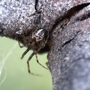 Cryptachaea veruculata at Watson, ACT - 9 Aug 2023