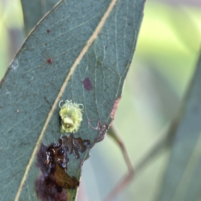 Glycaspis sp. (genus) (Unidentified sugary lerp) at Watson, ACT - 9 Aug 2023 by Hejor1