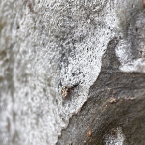 Iridomyrmex sp. (genus) at Watson, ACT - 9 Aug 2023