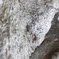 Iridomyrmex sp. (genus) at Watson, ACT - 9 Aug 2023