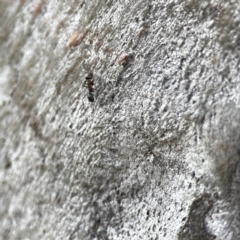 Iridomyrmex sp. (genus) at Watson, ACT - 9 Aug 2023 03:07 PM