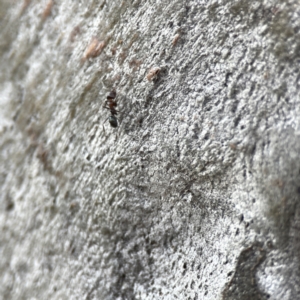 Iridomyrmex sp. (genus) at Watson, ACT - 9 Aug 2023