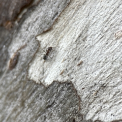 Iridomyrmex sp. (genus) at Watson, ACT - 9 Aug 2023