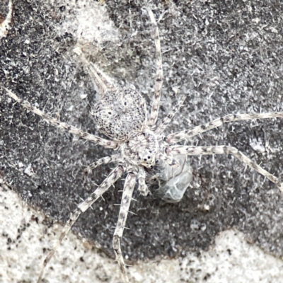 Tamopsis sp. (genus) (Two-tailed spider) at Watson, ACT - 9 Aug 2023 by Hejor1