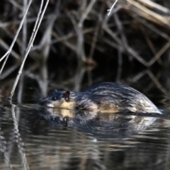 Hydromys chrysogaster (Rakali or Water Rat) at Jerrabomberra Wetlands - 8 Aug 2023 by davidcunninghamwildlife