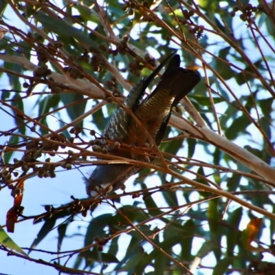 Callocephalon fimbriatum (Gang-gang Cockatoo) at Moruya, NSW - 9 Aug 2023 by LisaH