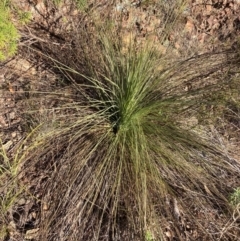 Xanthorrhoea glauca subsp. angustifolia (Grey Grass-tree) at Cotter River, ACT - 5 Aug 2023 by NickiTaws