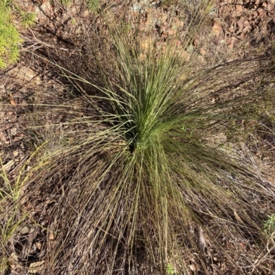 Xanthorrhoea glauca subsp. angustifolia (Grey Grass-tree) at Lower Cotter Catchment - 5 Aug 2023 by NickiTaws