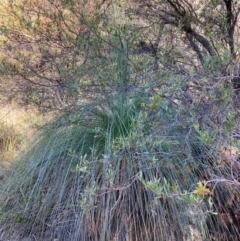 Xanthorrhoea glauca subsp. angustifolia (Grey Grass-tree) at Lower Cotter Catchment - 5 Aug 2023 by NickiTaws