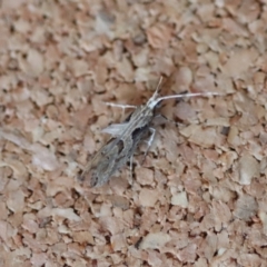 Leuroperna sera at Moruya, NSW - suppressed