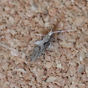 Leuroperna sera at Moruya, NSW - suppressed