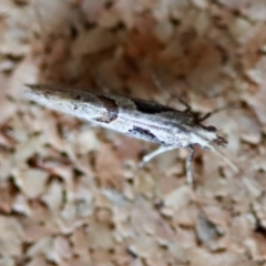 Leuroperna sera at Moruya, NSW - suppressed
