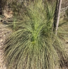 Xanthorrhoea glauca subsp. angustifolia (Grey Grass-tree) at Cotter River, ACT - 5 Aug 2023 by NickiTaws