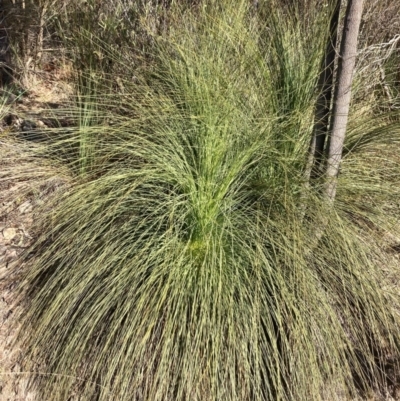 Xanthorrhoea glauca subsp. angustifolia (Grey Grass-tree) at Cotter River, ACT - 5 Aug 2023 by NickiTaws