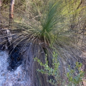 Xanthorrhoea glauca subsp. angustifolia at Cotter River, ACT - suppressed