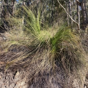 Xanthorrhoea glauca subsp. angustifolia at Cotter River, ACT - suppressed