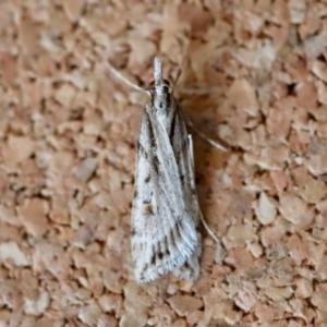 Scoparia ithyntis at Moruya, NSW - suppressed