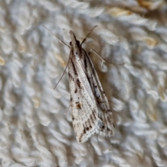 Scoparia ithyntis at Moruya, NSW - suppressed