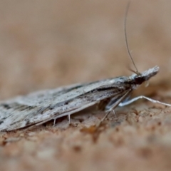 Scoparia ithyntis at Moruya, NSW - suppressed