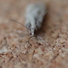 Scoparia ithyntis at Moruya, NSW - suppressed