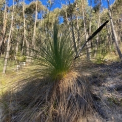 Xanthorrhoea glauca subsp. angustifolia (Grey Grass-tree) at Cotter River, ACT - 5 Aug 2023 by NickiTaws