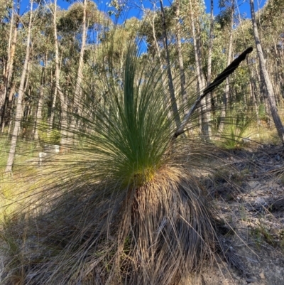 Xanthorrhoea glauca subsp. angustifolia (Grey Grass-tree) at Lower Cotter Catchment - 5 Aug 2023 by NickiTaws