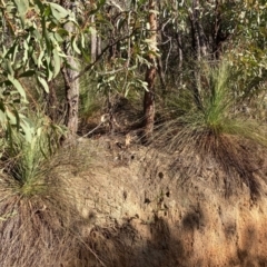 Xanthorrhoea glauca subsp. angustifolia (Grey Grass-tree) at Lower Cotter Catchment - 5 Aug 2023 by NickiTaws