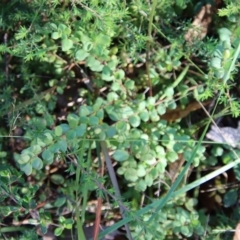 Unidentified Fern or Clubmoss at Moruya, NSW - 9 Aug 2023 by LisaH