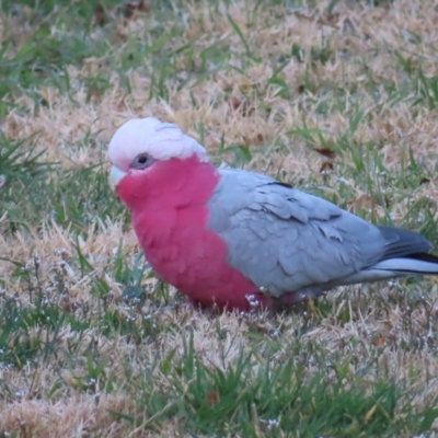 Eolophus roseicapilla (Galah) at Braidwood, NSW - 6 Aug 2023 by MatthewFrawley