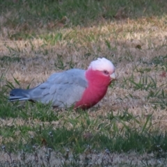 Eolophus roseicapilla at Braidwood, NSW - 6 Aug 2023 03:50 PM