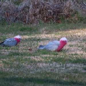 Eolophus roseicapilla at Braidwood, NSW - 6 Aug 2023 03:50 PM