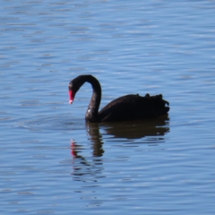 Cygnus atratus (Black Swan) at Jerrabomberra Wetlands - 8 Aug 2023 by MatthewFrawley