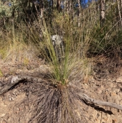 Xanthorrhoea glauca subsp. angustifolia (Grey Grass-tree) at Cotter River, ACT - 5 Aug 2023 by NickiTaws