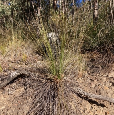 Xanthorrhoea glauca subsp. angustifolia (Grey Grass-tree) at Lower Cotter Catchment - 5 Aug 2023 by NickiTaws