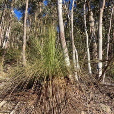 Xanthorrhoea glauca subsp. angustifolia (Grey Grass-tree) at Cotter River, ACT - 5 Aug 2023 by NickiTaws