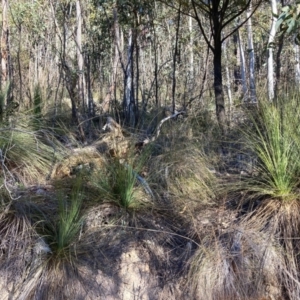 Xanthorrhoea glauca subsp. angustifolia at Cotter River, ACT - suppressed