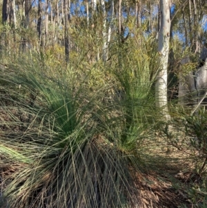 Xanthorrhoea glauca subsp. angustifolia at Cotter River, ACT - suppressed